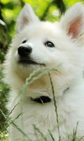 cute baby dog wallpaper پوسٹر