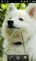 cute baby dog wallpaper 스크린샷 1