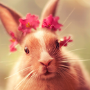 Lwp Lapin Mignon APK