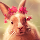 cute bunny live wallpaper ไอคอน