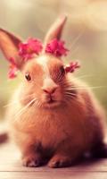 cute bunny live wallpaper โปสเตอร์