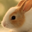 cute bunny live wallpaper