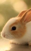 LWP Lapin Mignon Affiche