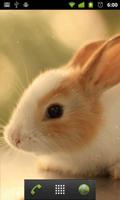 برنامه‌نما cute bunny live wallpaper عکس از صفحه