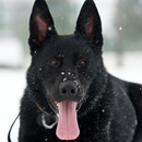 cute dog live wallpapers APK