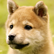 cute dog live wallpapers