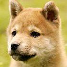 cute dog live wallpapers icône
