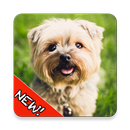 Cute Dogs Memory Matching Game APK