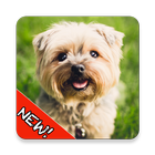 Cute Dogs Memory Match Juego ❤ icono