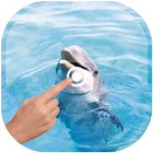 Magic Touch - Dolphin In Water أيقونة