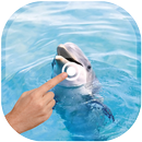Magic Touch - Dolphin In Water APK