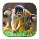 Monkey Background Wallpaper HD APK