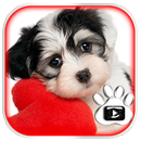 لطيف الأحمر الجرو الموضوع APK