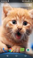 Magic Touch Cat Live WallPaper الملصق