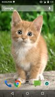 Magic Touch Cat Live WallPaper تصوير الشاشة 1