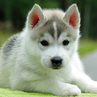 LWP Husky Mignon icône