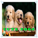 Mignon et Funny Dogs APK