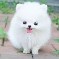 Cute and Funny Dogs bài đăng