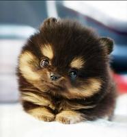 Cute and Funny Dogs ảnh chụp màn hình 1