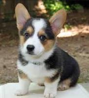 Cute and Funny Dogs ảnh chụp màn hình 2