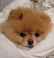 Cute and Funny Dogs ảnh chụp màn hình 3