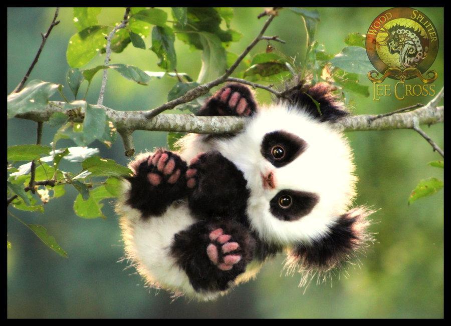 Cute Baby Panda Wallpaper 4k For Android Apk Download