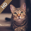Cute Cat Wallpaper