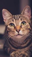 Cute Cat Wallpaper ภาพหน้าจอ 3
