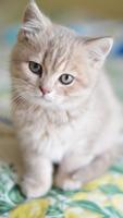 Cute Cat Wallpaper โปสเตอร์