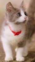 Cute Cat Wallpaper ภาพหน้าจอ 1