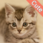 Cute Cat Wallpapers icono