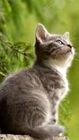 Cute Cat Wallpapers captura de pantalla 3