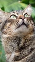 Cute Cat Wallpapers captura de pantalla 2