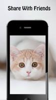 Cute Cat Wallpapers Affiche