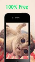 Cute Cat Wallpapers captura de pantalla 1