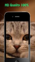 Cute Cat Wallpapers स्क्रीनशॉट 2