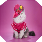 Cute Cat Gallery icon