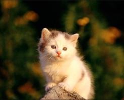 Cute Cat Gallery-poster