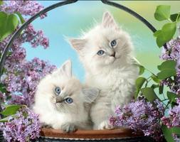 Cute Cat Gallery 스크린샷 1