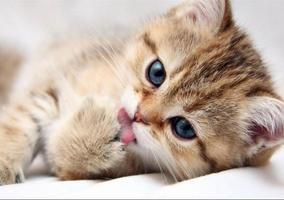 Cute Cat Gallery screenshot 2