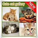 Galeria bonito do gato APK