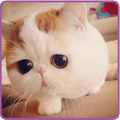 Scottish fold wallpaper 2015