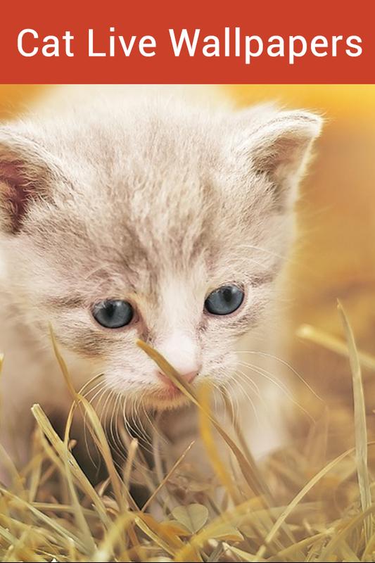  Cute Cat Live Wallpaper  Animated Cat  HD Wallpaper  for 