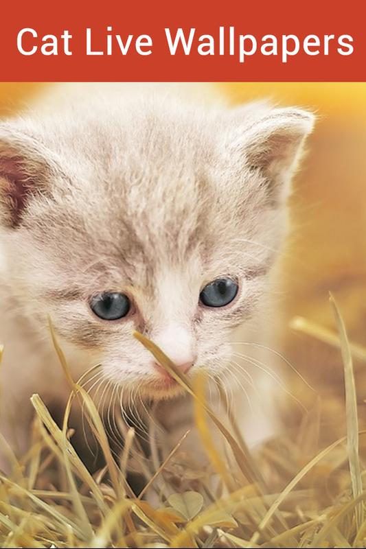 Cute Cat Live Wallpaper Animated Cat HD Wallpaper for Cute Cat Live Wallpaper Animated Cat HD Wallpaper for