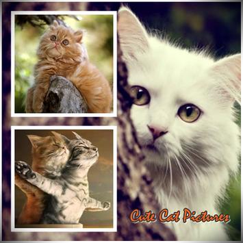 Gambar Kucing Lucu Apk Download Gratis Hiburan Apl Android Poster