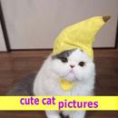 cute cat pictures APK