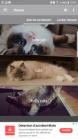 برنامه‌نما Cute Cats عکس از صفحه