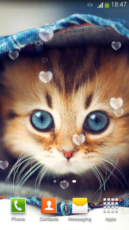 29 Download  Gambar  Kucing  Lucu Wallpaper Bergerak 