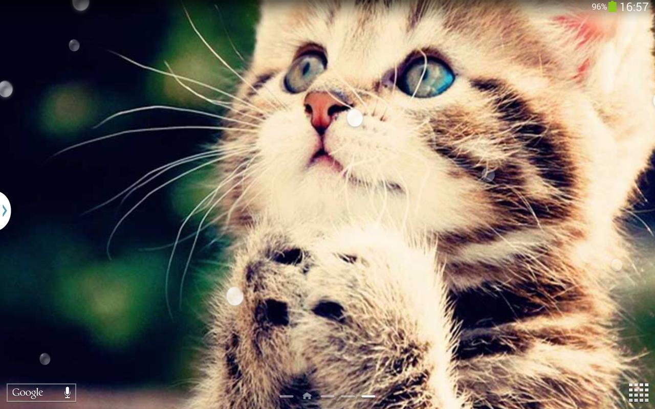 Gambar Animasi Kucing Bergerak For Android APK Download