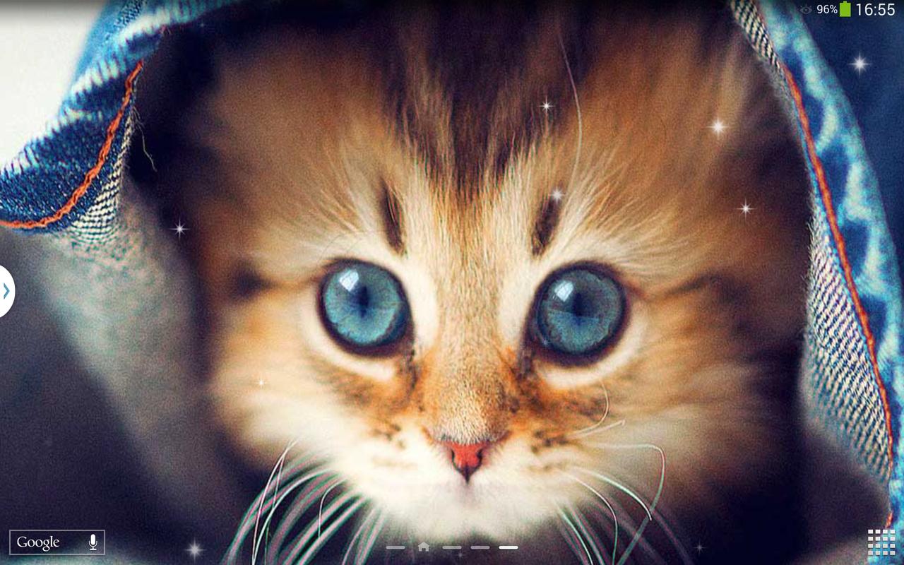 Gambar Animasi Kucing Bergerak For Android APK Download